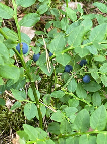 Früchte aus Wildsammlung