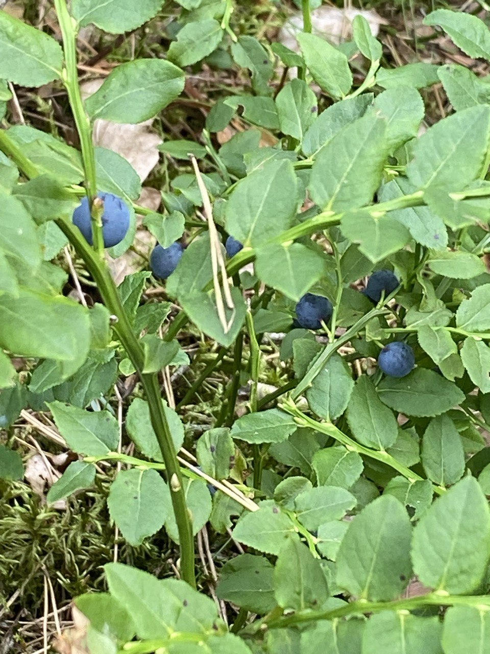 Früchte aus Wildsammlung