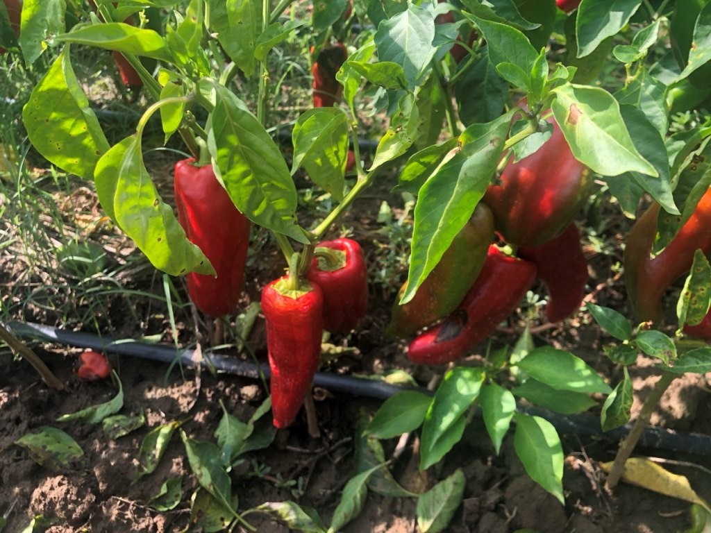 Ursprüngliche Obst und Gemüse Sorten