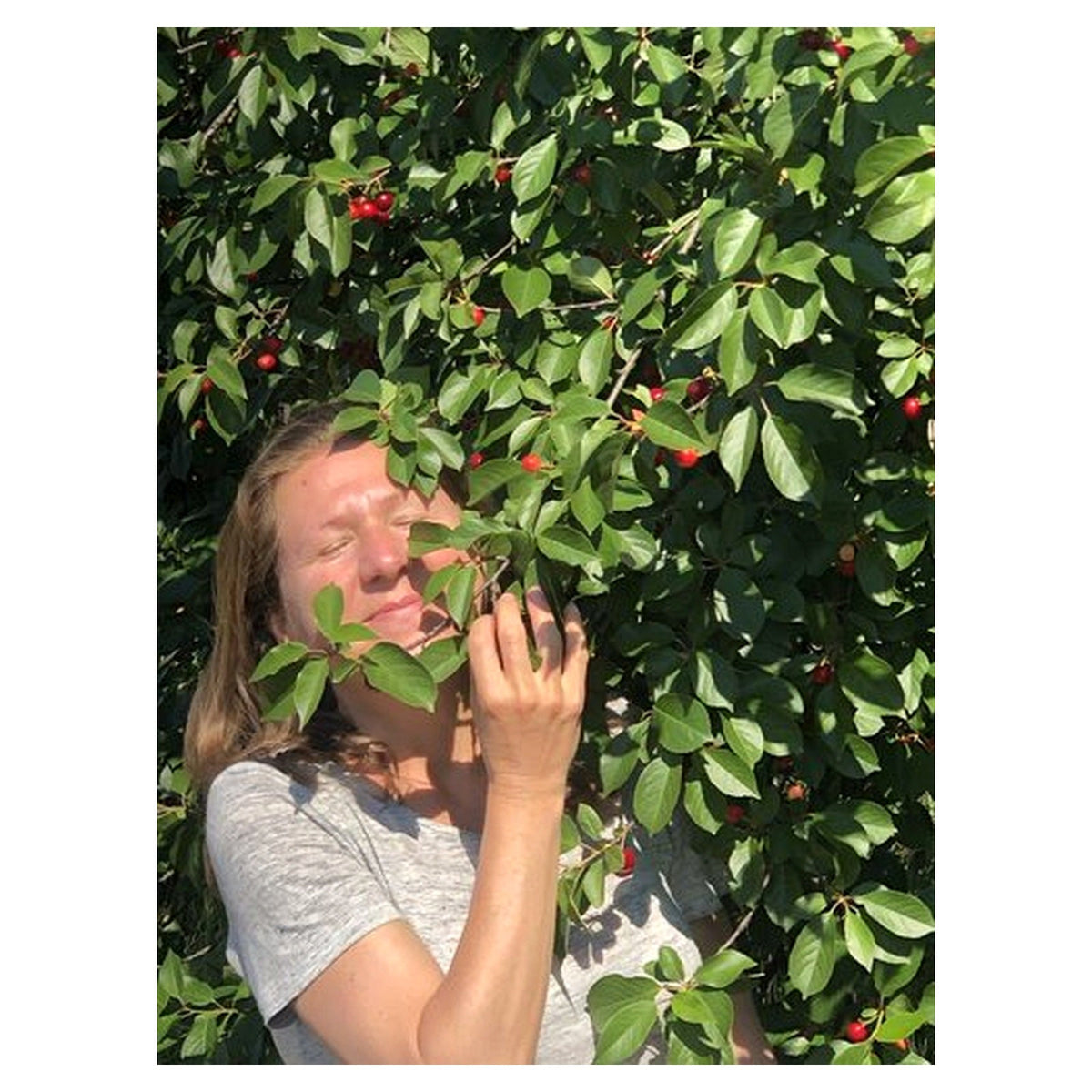Kurpaket Sauerkirschenmus 5 Gläser - 95% Frucht mit Flohsamenschalen - Hofladen Gesund Geniessen