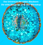 Wilde Blaubeeren Muttersaft - 100% purer Direktsaft - 500 ml - Hofladen Gesund Geniessen