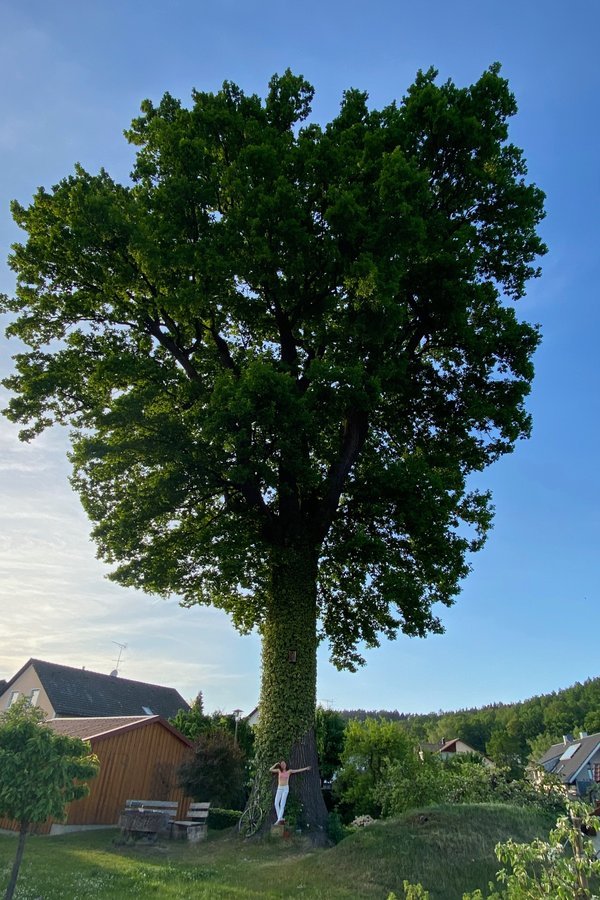 Großer Baum beim Hofladen in Wolfring
